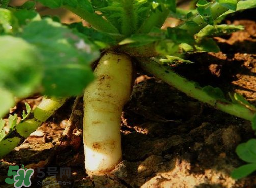 頭伏蘿卜二伏菜是什么意思？頭伏種什么菜？
