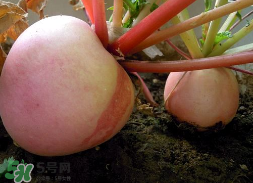 頭伏蘿卜二伏菜是什么意思？頭伏種什么菜？