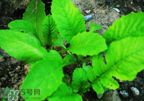 頭伏蘿卜二伏菜是什么意思？頭伏種什么菜？