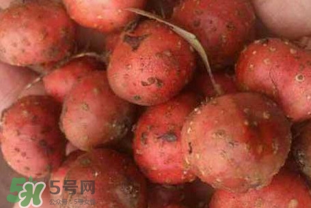 野地瓜是什么？野地瓜好吃嗎