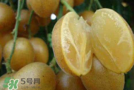 黃皮果可以減肥嗎？黃皮果能減肥嗎
