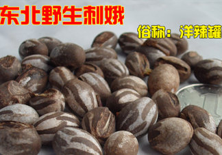 洋辣子多少錢(qián)一斤？洋辣子罐是什么