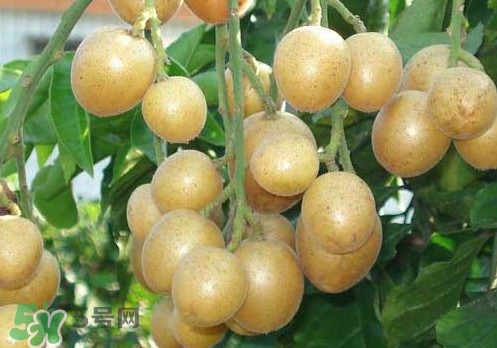 黃皮果可以放冰箱嗎？黃皮果可以放多久