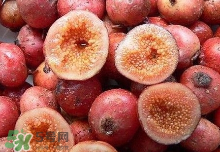 野地瓜是什么？野地瓜好吃嗎