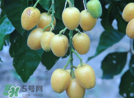 黃皮果什么人不能吃？黃皮果不能和什么一起吃