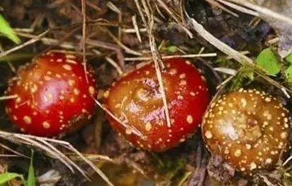 野地瓜哪里可以買到？哪個(gè)地方有種植野地瓜的