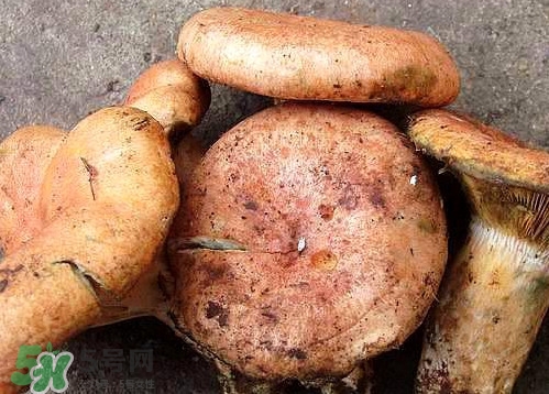 重陽菌可以種植嗎？重陽菌為什么不能人工種植？