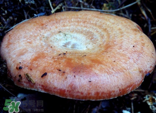 重陽菌什么時候有？重陽菌不能與什么食物一起吃
