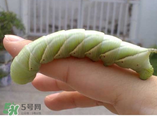 豆丹是什么？豆丹多少錢一斤？