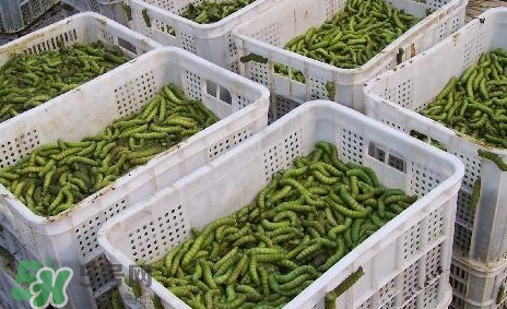 豆丹怎么吃？吃豆丹有什么好處
