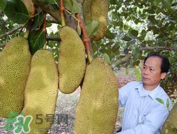 木菠蘿怎樣才算熟？木菠蘿怎么切？