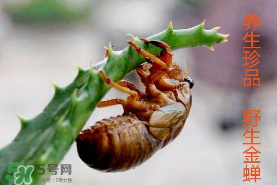 知了吃什么？知了吃什么食物？