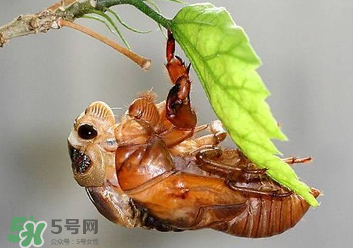 知了猴可以人工養(yǎng)殖嗎？知了猴怎么養(yǎng)殖？