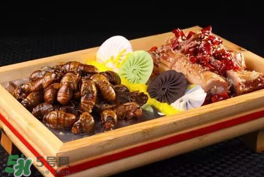活金蟬怎么保存？活金蟬怎么保存時(shí)間長？
