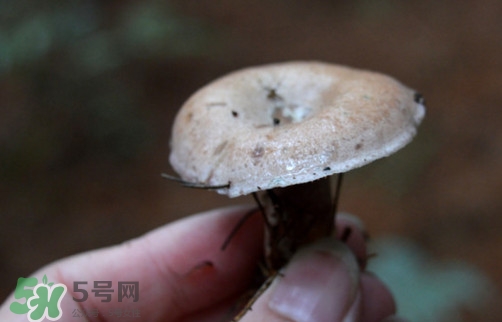 重陽菌什么時候有？重陽菌不能與什么食物一起吃