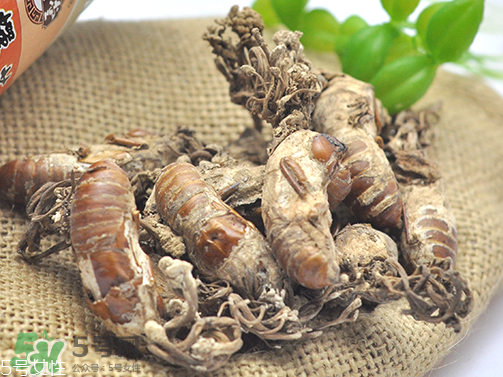 金蟬花多少錢(qián)一斤？2017金蟬花價(jià)格