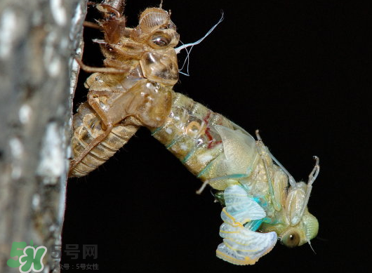 金蟬什么時(shí)候出來(lái)？金蟬什么時(shí)候出土？