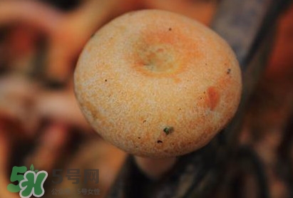 重陽菌可以種植嗎？重陽菌為什么不能人工種植？