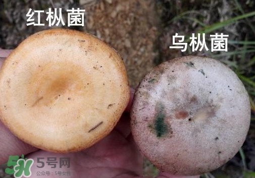 怎樣鑒別重陽菌是否有毒？重陽菌是發(fā)物嗎