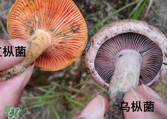樅樹菌怎樣保存至冬季？樅樹菌能和榨菜一起吃嗎