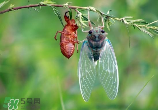 金蟬什么時(shí)候出來(lái)？金蟬什么時(shí)候出土？