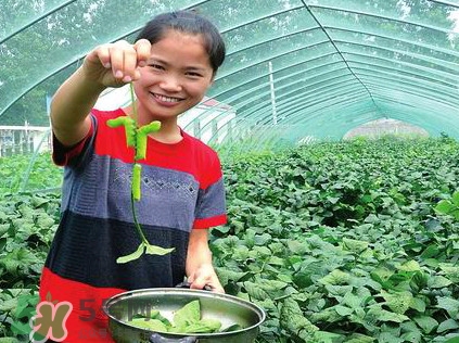 豆丹是什么？豆丹多少錢一斤？