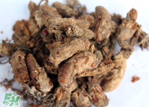 金蟬花多少錢(qián)一斤？2017金蟬花價(jià)格