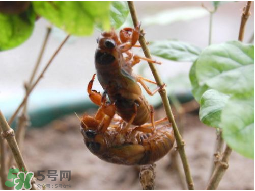 知了猴可以人工養(yǎng)殖嗎？知了猴怎么養(yǎng)殖？