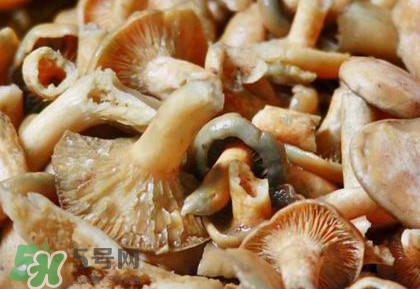 怎樣鑒別重陽菌是否有毒？重陽菌是發(fā)物嗎