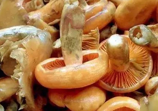 樅樹菌不能與什么同食？樅樹菌不能和什么一起吃