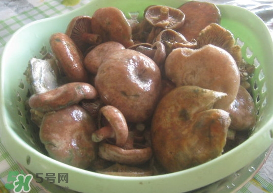 重陽菌多少錢一斤？重陽菌怎么清洗