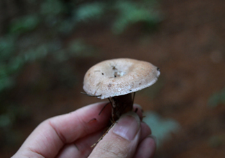 重陽(yáng)菌什么時(shí)候有？重陽(yáng)菌不能與什么食物一起吃