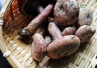 重陽(yáng)菌怎么做好吃？吃重陽(yáng)菌有什么好處