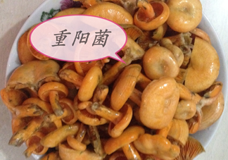 重陽(yáng)菌多少錢一斤？重陽(yáng)菌怎么清洗