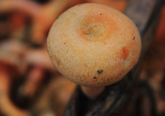 重陽(yáng)菌可以種植嗎？重陽(yáng)菌為什么不能人工種植？
