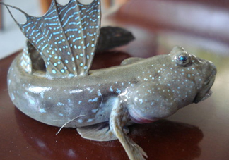 彈涂魚是兩棲動物嗎？彈涂魚營養(yǎng)價值有哪些