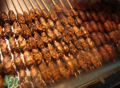 蟬蛹吃什么部位？蟬蛹都有哪些營養(yǎng)價值