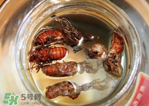 知了猴可以泡酒嗎？金蟬可以泡酒嗎？