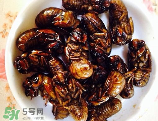 知了猴可以泡酒嗎？金蟬可以泡酒嗎？