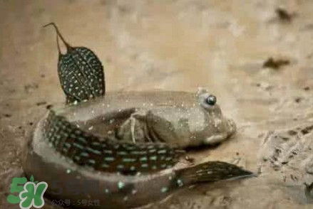 彈涂魚能吃嗎？彈涂魚怎么抓