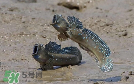 彈涂魚多少錢一斤？彈涂魚有毒嗎