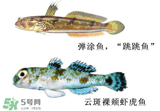 彈涂魚多少錢一斤？彈涂魚有毒嗎