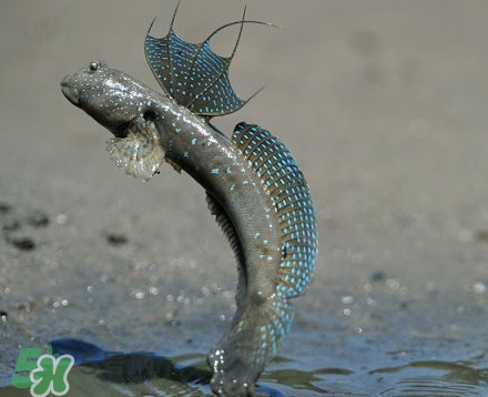 彈涂魚(yú)是兩棲動(dòng)物嗎？彈涂魚(yú)營(yíng)養(yǎng)價(jià)值有哪些