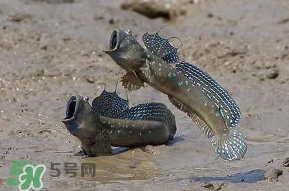 跳跳魚是什么魚？跳跳魚是不是泥鰍