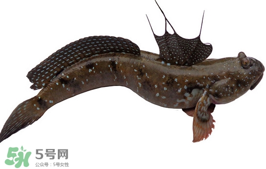 跳跳魚多少錢一斤？跳跳魚是淡水魚嗎？