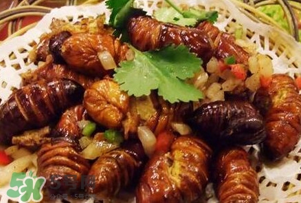 蟬蛹多少錢一斤？野生蟬蛹多少錢一斤