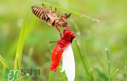 蟬蛹能吃嗎？蟬蛹怎么做好吃