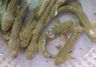 彈涂魚多少錢一斤？彈涂魚有毒嗎