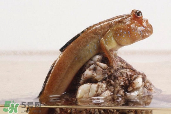彈涂魚能吃嗎？彈涂魚怎么抓