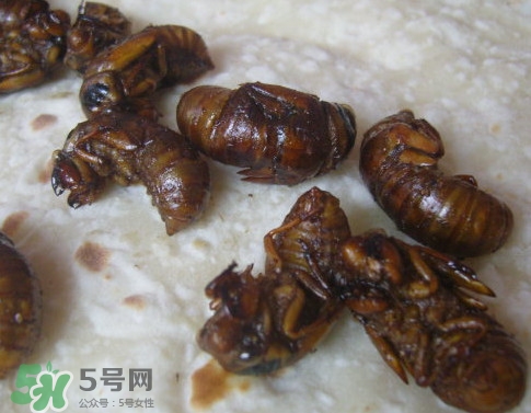 蟬蛹可以保存多長時間？蟬蛹冰凍起來能保存多久